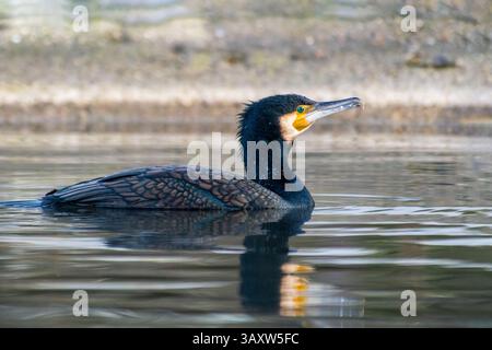 Ein großer Kormoran (Phalacrocorax carbo) schwimmt im Wasser, seine scharfen Augen suchen nach Fischen und gleitet sanft durch die ruhige Oberfläche. Stockfoto