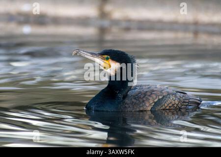 Ein großer Kormoran (Phalacrocorax carbo) schwimmt im Wasser, seine scharfen Augen suchen nach Fischen und gleitet sanft durch die ruhige Oberfläche. Stockfoto