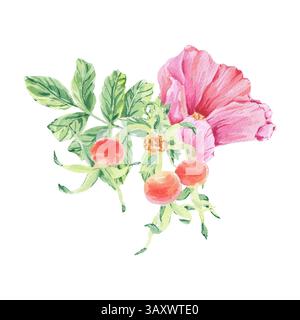 Rosafarbene wilde Rose auf Stängelblatt Aquarellillustration isoliert auf weiß. Hagebuttenblüten, Beere, Blätter auf Zweig handgezeichnete botanische Skizze. Hund Stockfoto