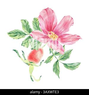 Rosafarbene wilde Rose auf Stängelblatt Aquarellillustration isoliert auf weiß. Hagebuttenblüten, Beere, Blätter auf Zweig handgezeichnete botanische Skizze. Hund Stockfoto