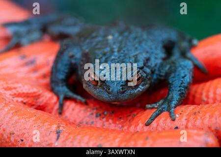 Sehr dunkle Kröte (Bufo bufo), die im Frühjahr bei der Rettung von Amphibien auf einem Krötenwanderweg (Crapaudrome) in einer roten Hand gehalten wird. Stockfoto