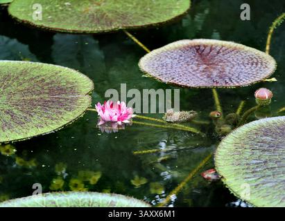 Amazonas-Wasserlilie, Königliche Wasserlilie oder Riesenwasserlilie, Victoria amazonica, Nymphaeceae. Guyana und das Amazonasbecken, Südamerika. Stockfoto