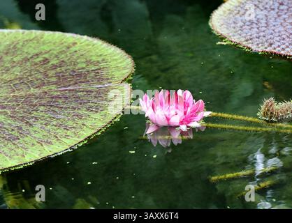 Amazonas-Wasserlilie, Königliche Wasserlilie oder Riesenwasserlilie, Victoria amazonica, Nymphaeceae. Guyana und das Amazonasbecken, Südamerika. Stockfoto