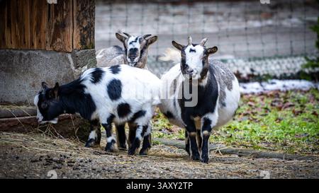 Drei Ziegen stehen in der Nähe eines hölzernen Unterschlupf auf einem Bauernhof mit einem Zaun und natürlichem Hintergrund Stockfoto