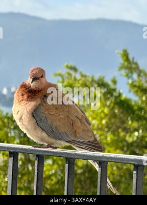 Porträt einer lachenden Taube Spilopelia senegalensis. Stockfoto