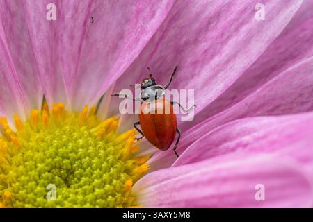 Nahaufnahme des Marienkäfers ohne Flecken (Coccinellidae) auf Blütenblättern im Frühlingsgarten Stockfoto