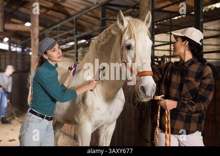 Zwei Frauen kämmen und putzen Mantel von weißem Pferd in Stall Stockfoto