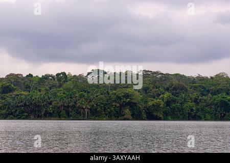 Dichter Dschungel am Ufer des Sees Sandoval im peruanischen Amazonas-Regenwald Stockfoto