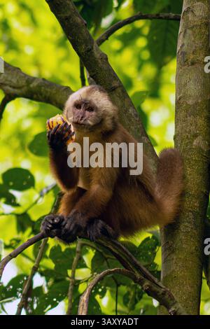 Sentinel-Kapuzineraffe isst Obst in einem Baumkronen im peruanischen Amazonasregenwald Stockfoto