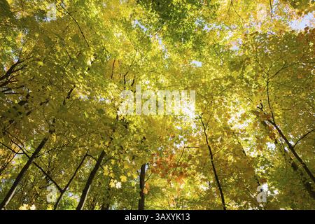 Blick auf die hohen Silhouetten Acer - Ahornbäume mit reichlich hinterleuchteten gelben und hellgrünen Blättern im Mischwald im Herbst, Laval, Quebec, CA Stockfoto