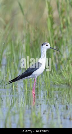 Stelze (Himantopus himantopus), ausgewachsener Vogel im Schilf der Ufervegetation, Wildtiere, Watvögel, Tiere, Wasservögel, Der Neusiedler See Nati Stockfoto