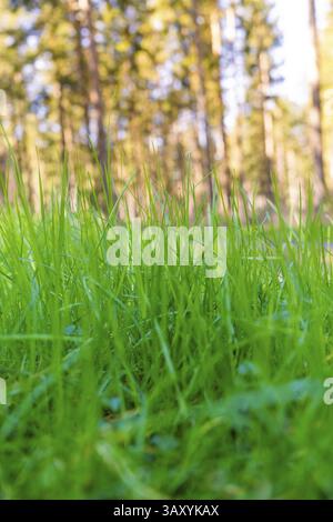 Frisches grünes Gras, das lebhaft mit Bäumen im Hintergrund wächst, Kalk, Schwarzwald, Deutschland, Europa Stockfoto