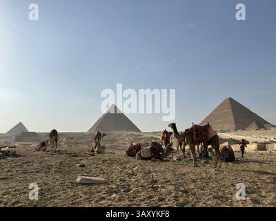 Eine Gruppe Kamel mit Pyramiden und großer Sphinx an einem sonnigen Tag, Ägypten Stockfoto