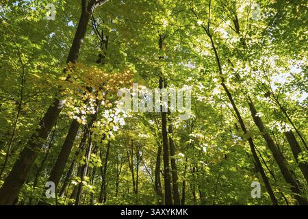Blick auf die hohen Silhouetten Acer - Maple, Betula - Birken mit reichlich hinterleuchteten grünen und gelben Blättern im Mischwald im Herbst, Quebec, CAN Stockfoto