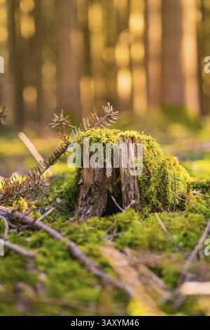 Moosbedeckte Baumstümpfe im Wald, beleuchtet durch Sonnenlicht, Calw, Schwarzwald, Deutschland, Europa Stockfoto