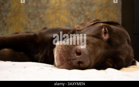 Braune Schokolade labrador Retriever Hund schläft auf Sofa. Schlafen auf der Couch. Nahaufnahme labrador Retriever Nase. Stockfoto