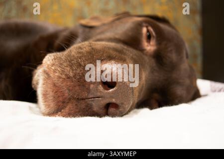 Braune Schokolade labrador Retriever Hund schläft auf Sofa. Schlafen auf der Couch. Nahaufnahme labrador Retriever Nase. Stockfoto