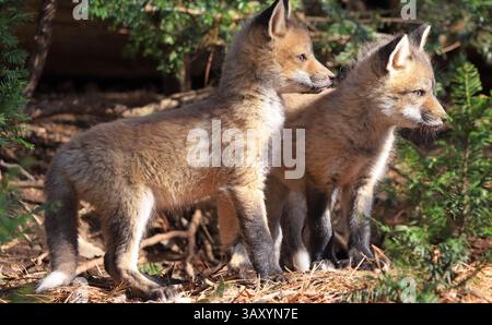 Rotfuchsbabys Gruppenporträt im Wald, Kanada Stockfoto