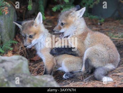 Rotfuchsbabys Gruppenporträt im Wald, Kanada Stockfoto