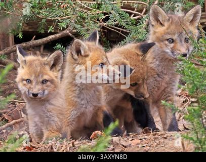 Rotfuchsbabys Gruppenporträt im Wald, Kanada Stockfoto