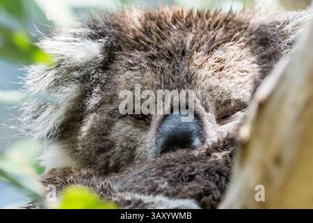 Nahaufnahme eines Koala Face, Koala Conservation Reserve, Phillip Island, Australien Stockfoto