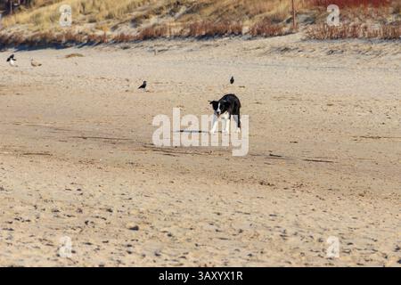 Border Collie Hund läuft am Sandstrand Stockfoto