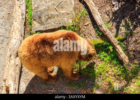 Bär in der Bärengrube in Bern, Schweiz. Bär ist ein Symbol der Stadt Bern Stockfoto