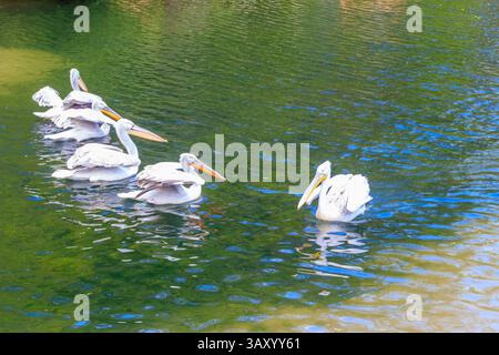 Herde dalmatinischer Pelikane (Pelecanus crispus), die im See schwimmen Stockfoto