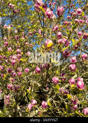 Hampshire England Vereinigtes Königreich. 09.04.2025. Magnolienbaum in voller Blüte im Frühjahr. Stockfoto