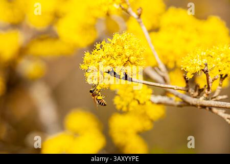 Eine Nahaufnahme der blauen grauen Blätter der Silver Wattle Acacia Dealbata gegen ihre flauschigen Blumenkollegen. Stockfoto