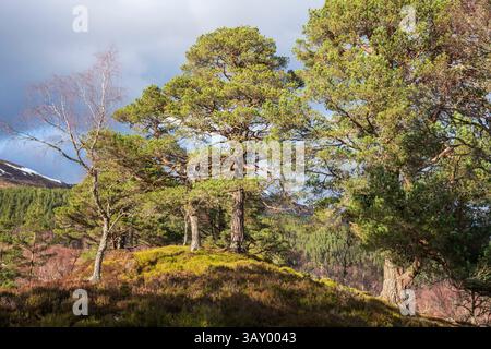 Caledonian Pine Forest, Glen Affric, Highlands, Schottland Stockfoto