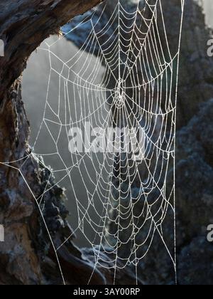 Spinnennetz mit Tau bedeckt Stockfoto