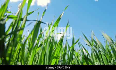 Nahaufnahme junger Weizenklingen unter hellblauem Himmel. Eine Nahaufnahme junger grüner Weizenklingen, die hoch unter einem hellblauen Himmel stehen Stockfoto