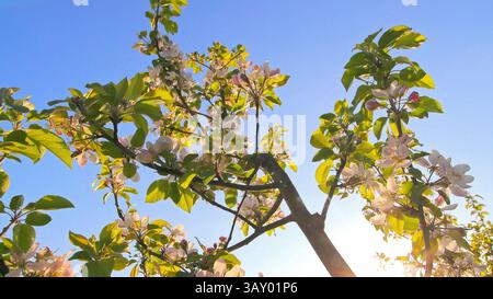 Apfelbaum blüht vor klarem Himmel. Ein malerischer Blick auf die Äste der Apfelbäume in voller Blüte mit rosa und weißen Blumen, beleuchtet durch Sonnenlicht Stockfoto