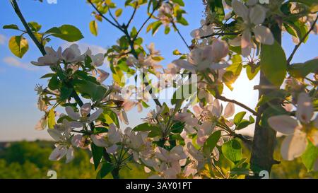 Apfelbäume blühen im Frühlingssonnenlicht. Eine Nahaufnahme der Äste von Apfelbäumen, die mit weißen Blüten und grünen Blättern bedeckt sind, beleuchtet von warmen Bäumen Stockfoto
