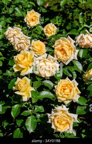 Schöne gelbe Rosen auf Blumenbeet in einem Garten Stockfoto