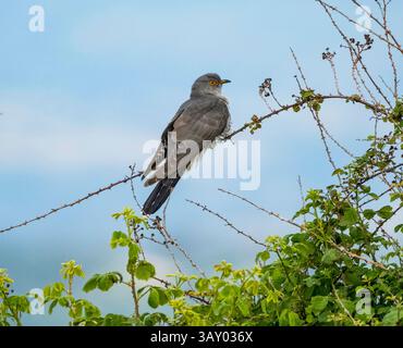 Gemeiner Kuckuck (Cuculus canorus) auf einem Busch, Akamas, Zypern Stockfoto