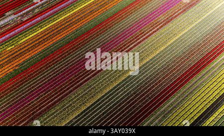 Farbenfrohe Tulpenblumenreihen erstrecken sich über die Landschaft von Flevoland, Niederlande, mit spektakulären Farben während der Frühlingssaison. Naturschönheit fesselt die Zuschauer. Stockfoto