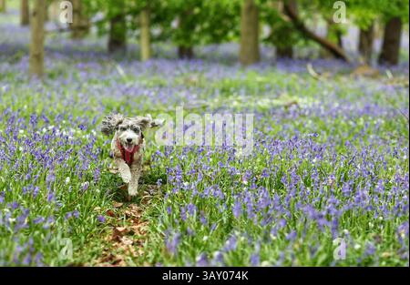 Peterborough, Großbritannien. April 2025. Cookie der Kakapohund genießt am Ostersonntag einen Lauf, während diese Glocken am 20. April 2025 in Peterborough, Cambridgeshire, einen langweiligen Tag erhellen. Quelle: Paul Marriott/Alamy Live News Stockfoto