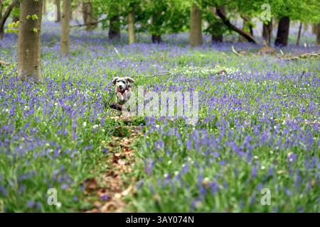 Peterborough, Großbritannien. April 2025. Cookie der Kakapohund genießt am Ostersonntag einen Lauf, während diese Glocken am 20. April 2025 in Peterborough, Cambridgeshire, einen langweiligen Tag erhellen. Quelle: Paul Marriott/Alamy Live News Stockfoto