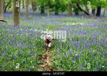 Peterborough, Großbritannien. April 2025. Cookie der Kakapohund genießt am Ostersonntag einen Lauf, während diese Glocken am 20. April 2025 in Peterborough, Cambridgeshire, einen langweiligen Tag erhellen. Quelle: Paul Marriott/Alamy Live News Stockfoto