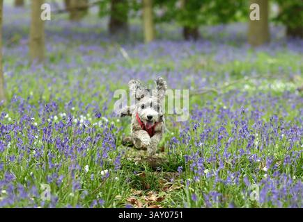 Peterborough, Großbritannien. April 2025. Cookie der Kakapohund genießt am Ostersonntag einen Lauf, während diese Glocken am 20. April 2025 in Peterborough, Cambridgeshire, einen langweiligen Tag erhellen. Quelle: Paul Marriott/Alamy Live News Stockfoto