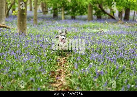 Peterborough, Großbritannien. April 2025. Cookie der Kakapohund genießt am Ostersonntag einen Lauf, während diese Glocken am 20. April 2025 in Peterborough, Cambridgeshire, einen langweiligen Tag erhellen. Quelle: Paul Marriott/Alamy Live News Stockfoto