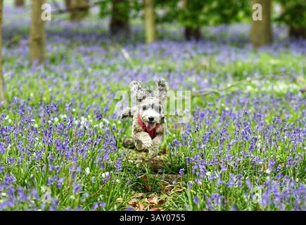 Peterborough, Großbritannien. April 2025. Cookie der Kakapohund genießt am Ostersonntag einen Lauf, während diese Glocken am 20. April 2025 in Peterborough, Cambridgeshire, einen langweiligen Tag erhellen. Quelle: Paul Marriott/Alamy Live News Stockfoto
