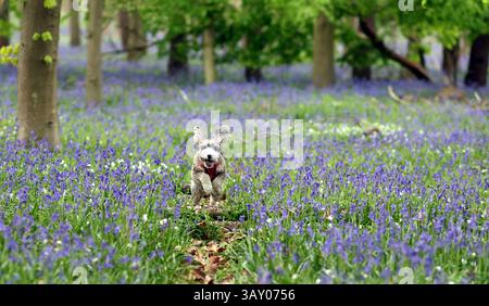 Peterborough, Großbritannien. April 2025. Cookie der Kakapohund genießt am Ostersonntag einen Lauf, während diese Glocken am 20. April 2025 in Peterborough, Cambridgeshire, einen langweiligen Tag erhellen. Quelle: Paul Marriott/Alamy Live News Stockfoto