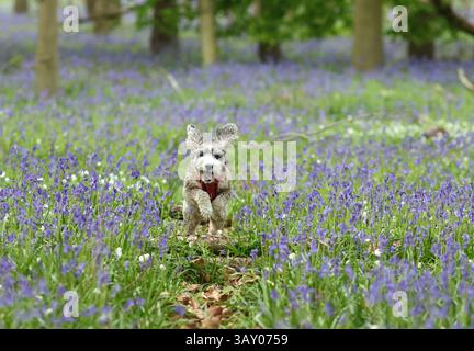 Peterborough, Großbritannien. April 2025. Cookie der Kakapohund genießt am Ostersonntag einen Lauf, während diese Glocken am 20. April 2025 in Peterborough, Cambridgeshire, einen langweiligen Tag erhellen. Quelle: Paul Marriott/Alamy Live News Stockfoto