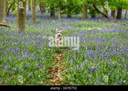 Peterborough, Großbritannien. April 2025. Cookie der Kakapohund genießt am Ostersonntag einen Lauf, während diese Glocken am 20. April 2025 in Peterborough, Cambridgeshire, einen langweiligen Tag erhellen. Quelle: Paul Marriott/Alamy Live News Stockfoto