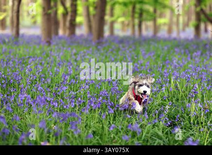 Peterborough, Großbritannien. April 2025. Cookie der Kakapohund genießt am Ostersonntag einen Lauf, während diese Glocken am 20. April 2025 in Peterborough, Cambridgeshire, einen langweiligen Tag erhellen. Quelle: Paul Marriott/Alamy Live News Stockfoto
