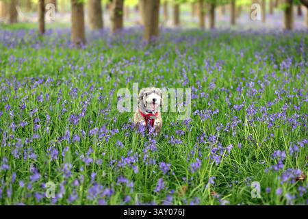 Peterborough, Großbritannien. April 2025. Cookie der Kakapohund genießt am Ostersonntag einen Lauf, während diese Glocken am 20. April 2025 in Peterborough, Cambridgeshire, einen langweiligen Tag erhellen. Quelle: Paul Marriott/Alamy Live News Stockfoto