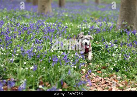 Peterborough, Großbritannien. April 2025. Cookie der Kakapohund genießt am Ostersonntag einen Lauf, während diese Glocken am 20. April 2025 in Peterborough, Cambridgeshire, einen langweiligen Tag erhellen. Quelle: Paul Marriott/Alamy Live News Stockfoto